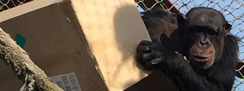 Verrijking voor de Chimpansees Blog Thumbnail 785x295 | Rowena Goes Ape