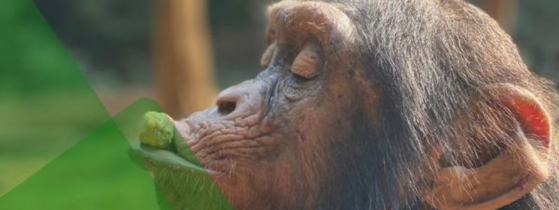 ChimpMail 20220928 (785x295)