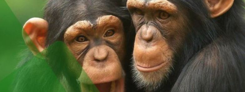 ChimpMail 20240407 (785x295)