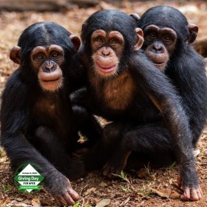 Go Ape Product Pic 1000x1000 (Giving Day for Apes 2024) (3)