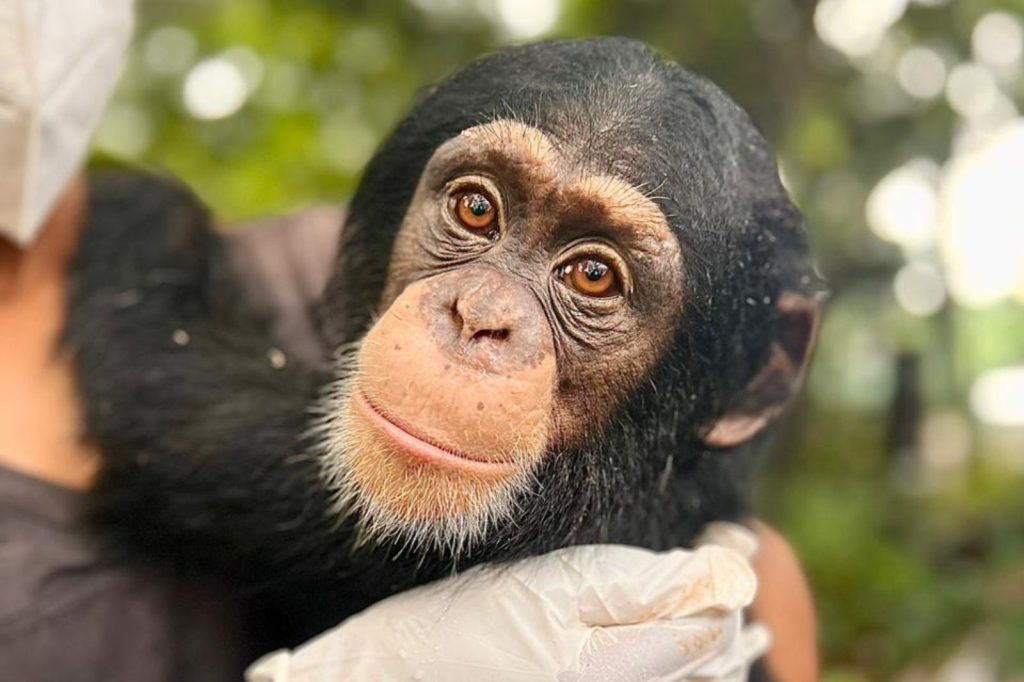 de zorg voor geredde chimpansees is intensief en kostbaar, adopteer daarom een chimpansee