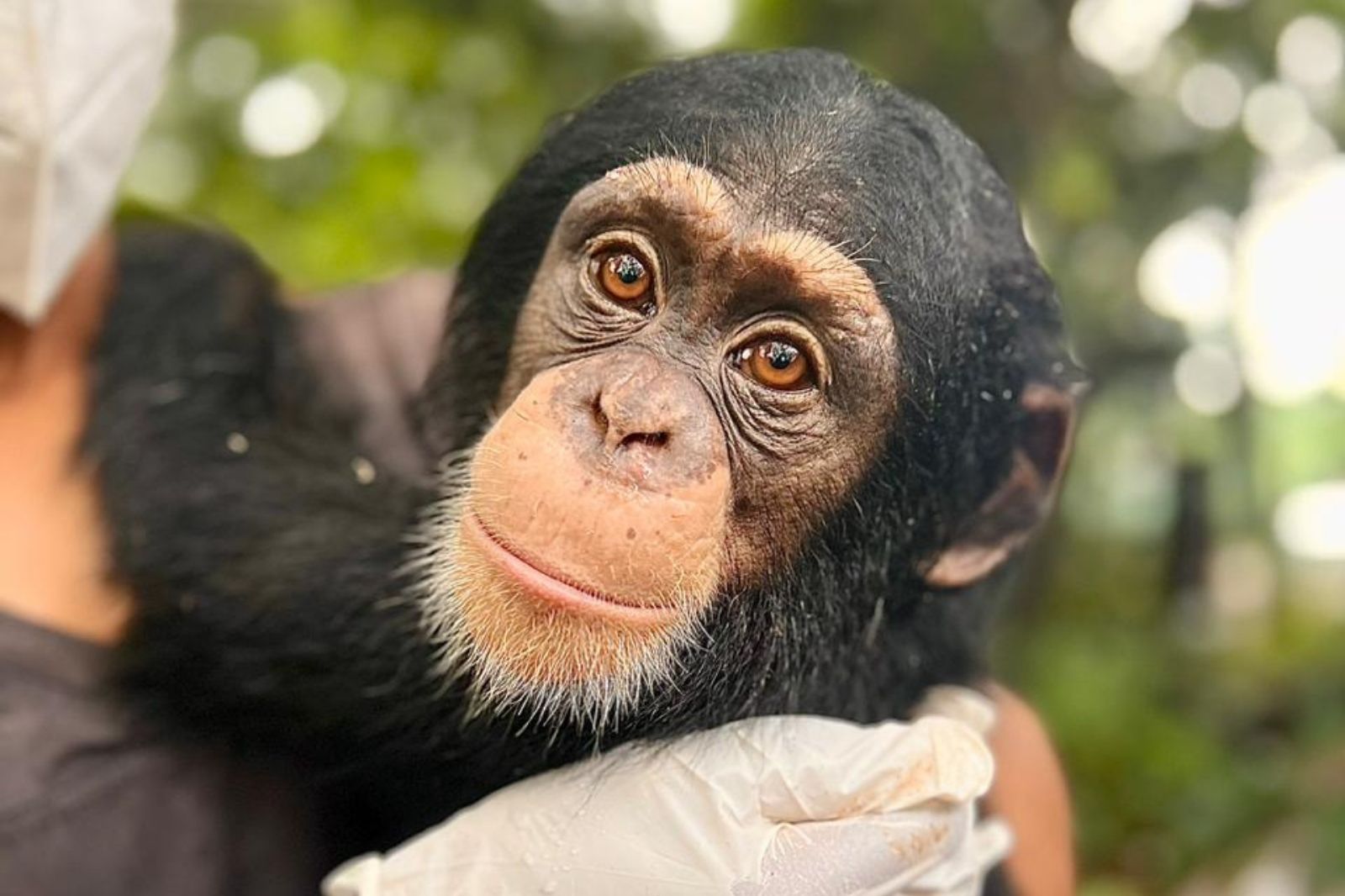 de zorg voor geredde chimpansees is intensief en kostbaar, adopteer daarom een chimpansee