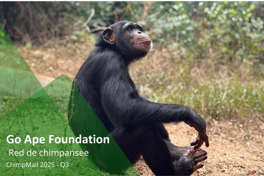 Go Ape Foundation - Newsletter ChimpMail Q3 2025