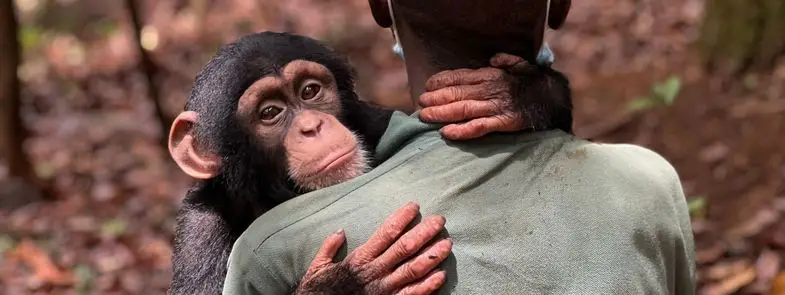 Blog 20260730 - Chimpansees redden met donaties werkt zo - Thumbnail 785x295