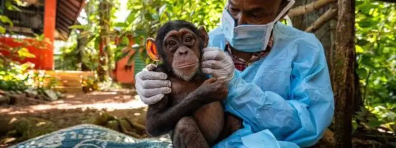 Blog 20260807 - Wat kost chimpanseeadoptie en wat steun je - Thumbnail 785x295